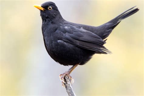 Premium Photo | Male of common blackbird, birds, turdus merula