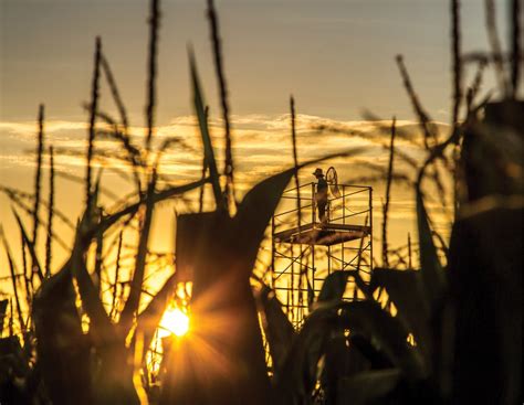 A Beetle Is Destroying U.S. Corn, So Scientists Are Punching at the ...