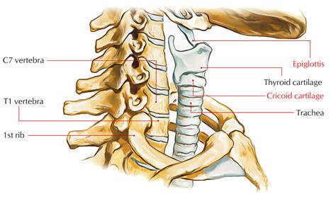 Thyroid Cartilage – Earth's Lab