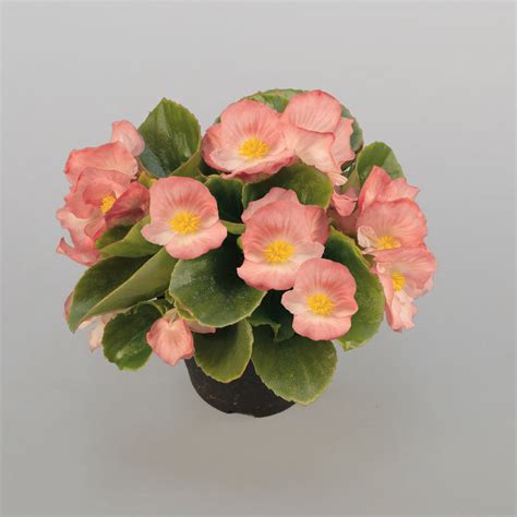 BEGONIA semperflorens SPRINT PLUS PINK - Muller Seeds