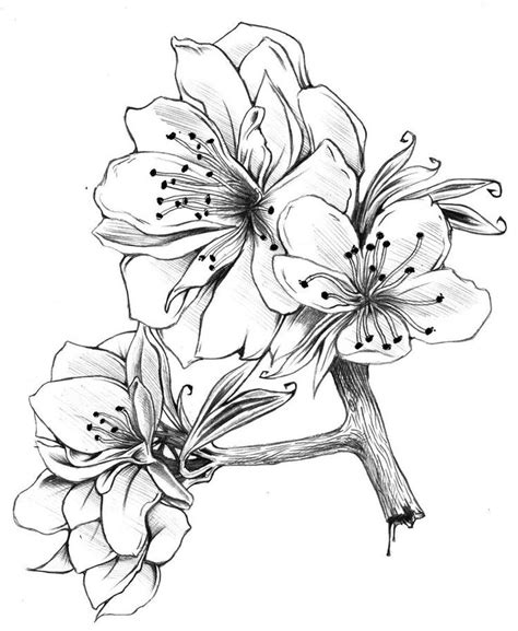 a pencil drawing of flowers on a branch