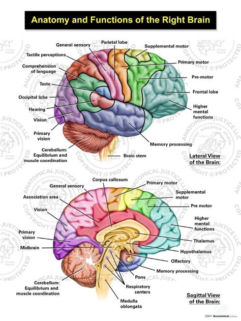 Photos On Nursing School Resources 5A8 | Brain anatomy, Brain anatomy ...