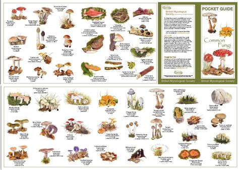 Wild+Mushroom+Identification+Charts | Order by mail using the order ...