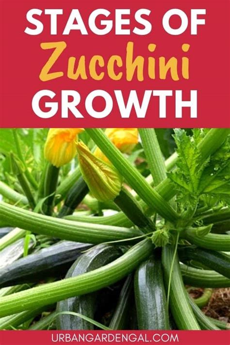 Zucchini Plant Growth Stages – Urban Garden Gal