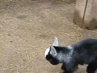 Baby jump goat GIF on GIFER - by Androzar