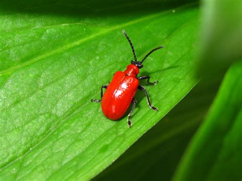 BugBlog: A red lily beetle