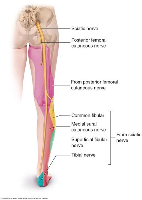 Pathologic Disc Conditions of the Lumbar Spine and Sciatica