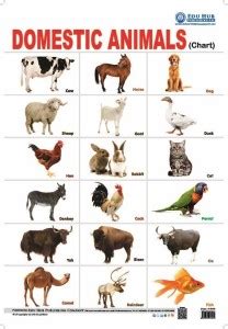 Domestic Animals Chart: Buy Domestic Animals Chart by NA at Low Price ...