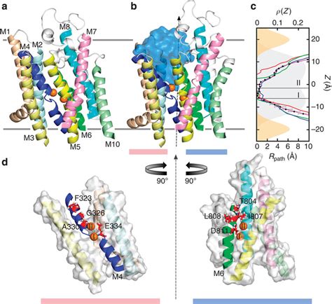 Extracellular occlusion–deocclusion of the Na+/K+-ATPase in the ...