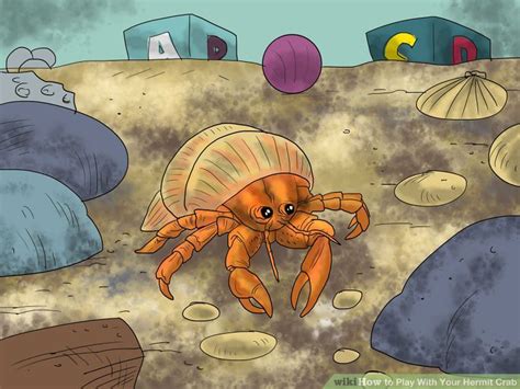 3 Ways to Play With Your Hermit Crab - wikiHow | Hermit crab, Crab art ...