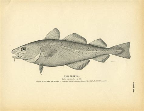 Codfish | Fish illustration, Cod fish, Drawings