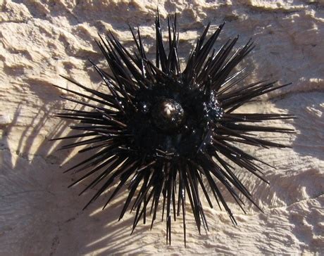 Sea Urchin - What Do We Know About Sea-Urchins?