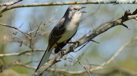 Pin on BIRDS