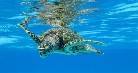 Turtle Migration - turtle conservation holiday in Africa