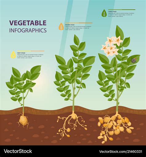 Infographic or infochart of potato growth stages Vector Image