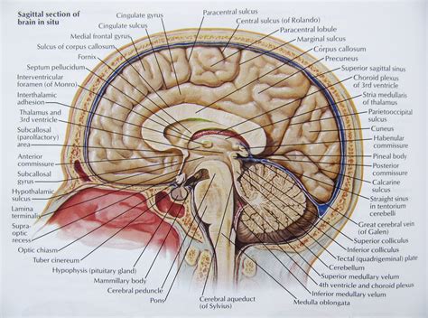 The Cerebral Hemispheres of the Brain: Getting Both Sides to Shake ...