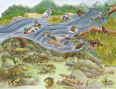 River Valley/Freshwater Marsh Animals - Animal Adaptations