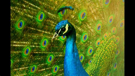 Peacock Peafowl Sound Song Effects Sounds Soundtrack Pen Farm Flying ...