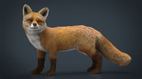 3D model Realistic Fox VR / AR / low-poly | CGTrader