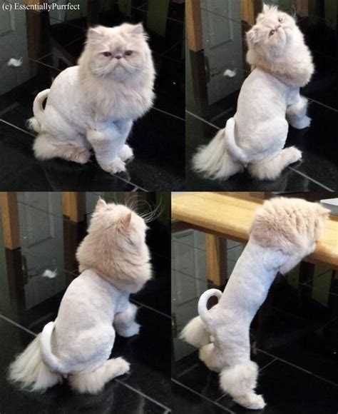 Teddy Bear Persian Cat Grooming Styles - Pets Lovers