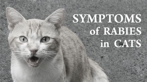 Signs Of Rabies In Cats Drooling - Cat Meme Stock Pictures and Photos