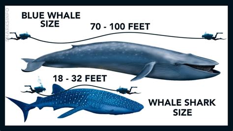 Whale Shark Blue Whale Size Comparison