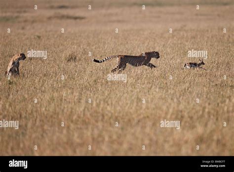 Cheetah cubs trained mother hunting hi-res stock photography and images ...