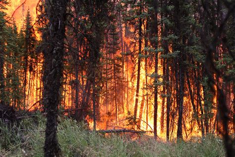 Tree species influence boreal forest fire behavior and subsequent ...