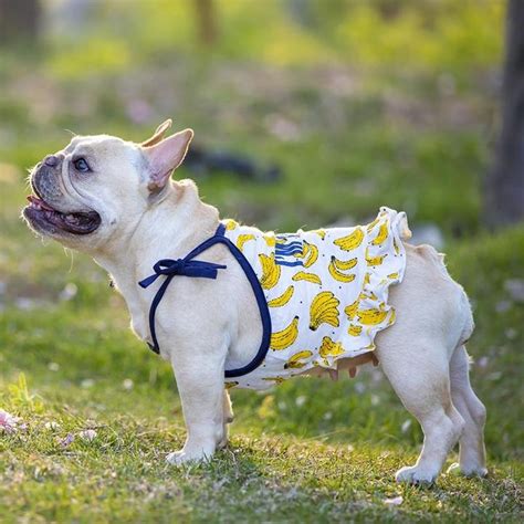 Cute Dog Summer Dress for Frenchies | Frenchiely