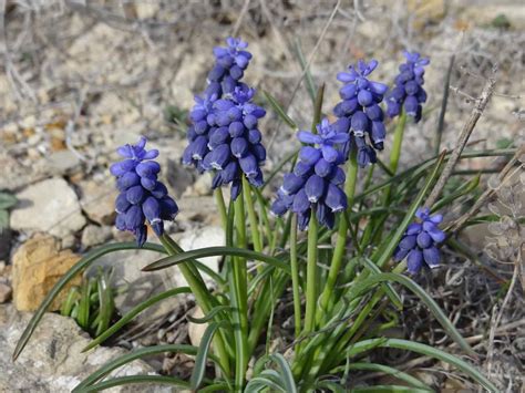 Grape Hyacinth: How To Forage For, Grow Yourself, and Use