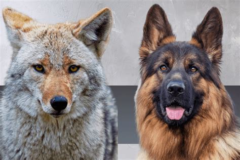 German Shepherd Coyote Mix: Be Careful With This Breed! – The German ...