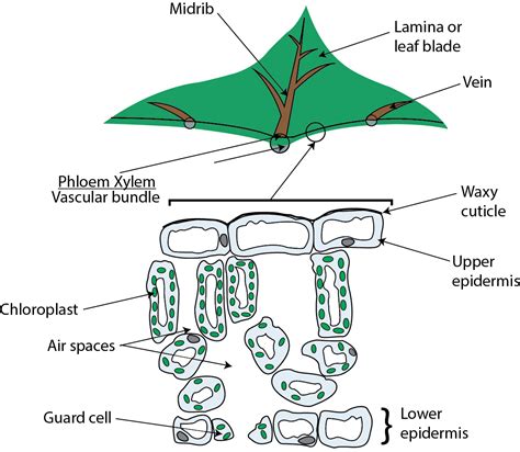 Leaf Cross Section