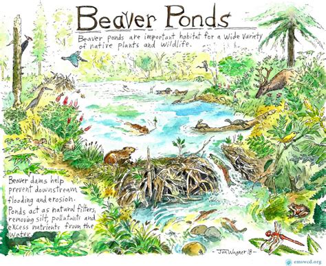 Beavers and Native Wildlife – Beaver Works Oregon