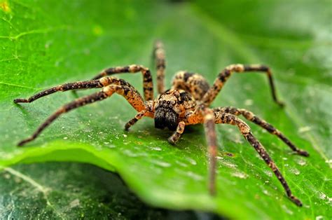 Spiders turn to cannibalism when food sources are limited - Earth.com