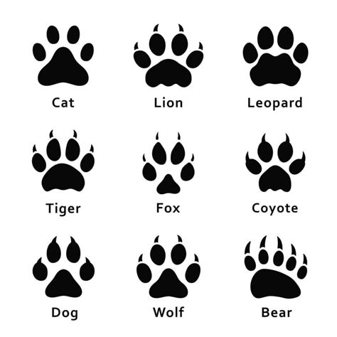 Whats The Difference Between Coyote And Dog Tracks