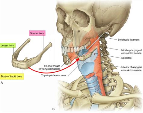 Hyoid bone anatomy, location, dislocation, fracture & hyoid bone syndrome