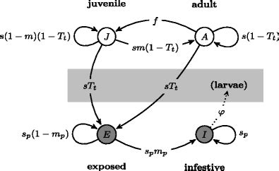 Life cycle of the European green crab, Carcinus maenas, in a population ...