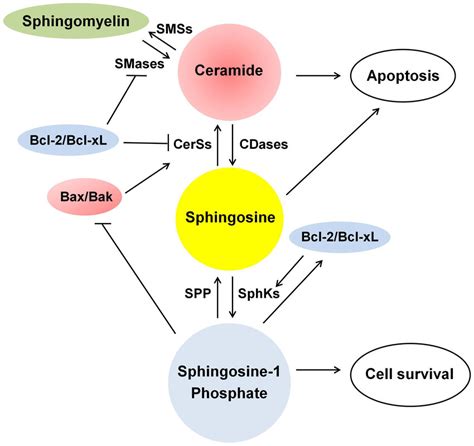 Ceramide Sphingosine