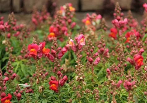 How to Grow and Care for Snapdragon Flowers: A Step-By-Step ...