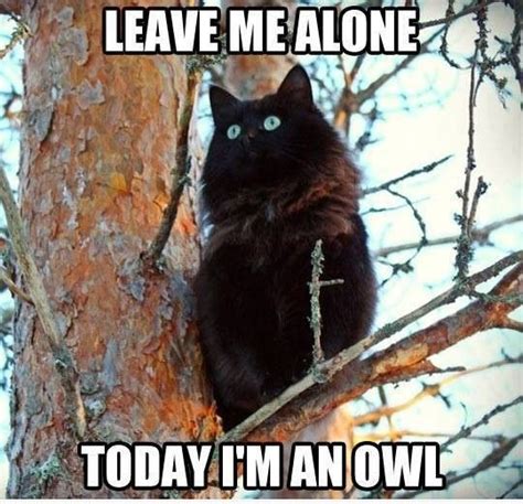 LEAVE ME ALONE! | Cat Meme | Crazy cats, Cats, Funny animal pictures