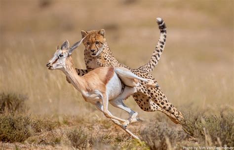 Interesting facts about cheetahs | Just Fun Facts