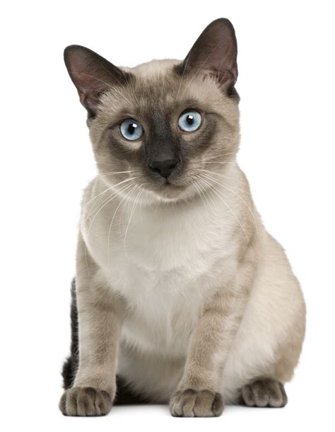 Siamese Breeders Australia | Siamese Info & kittens