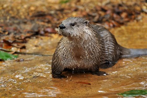 Beaver? Otter? Muskrat? A Field Guide to Freshwater Mammals