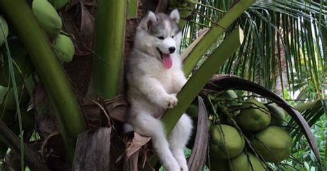 A husky got stuck in a coconut tree and the internet was super helpful ...