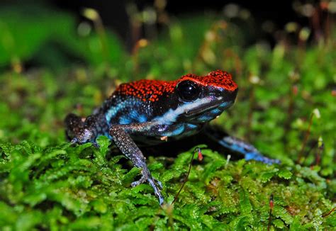 from PoisonousCreatures blogspot Poison Arrow Frog, Poison Frog, Poison ...