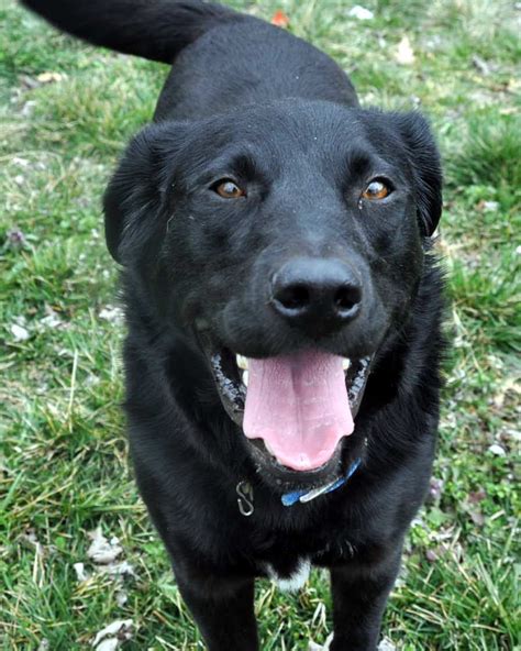 belgian shepherd labrador cross - Google Search | Black lab mix, Collie ...