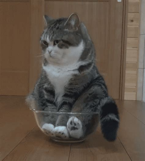 Cat In A Bowl GIFs - Find & Share on GIPHY