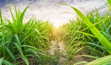 Bioenergy can slow climate change - but the window is closing - TrendRadars