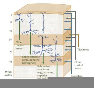 Auditory Cortex Layers | Free Images at Clker.com - vector clip art ...