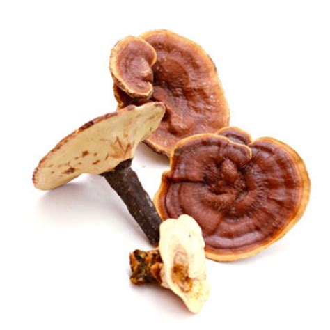 Reishi Mushroom Grow Kit – Hernshaw Farms